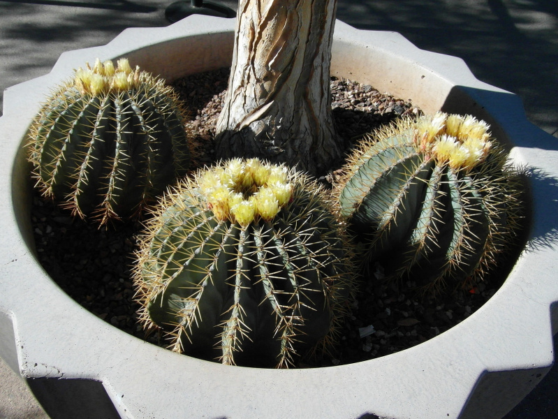 Файл:Ferocactus glaucescens 10.jpg