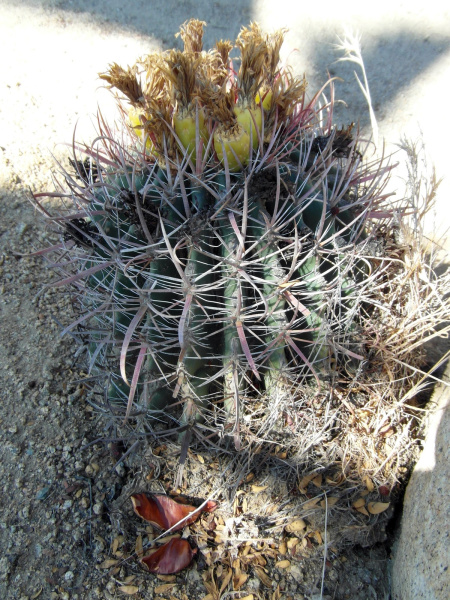 Файл:Ferocactus wislizeni 44.JPG