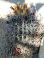 Ferocactus wislizeni 44.JPG