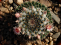 Mammillaria formosa chionocephala 4.jpg