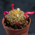 Mammillaria schiedeana 18120.jpg