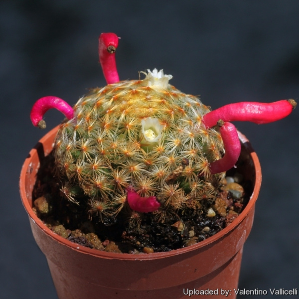 Файл:Mammillaria schiedeana 18120.jpg