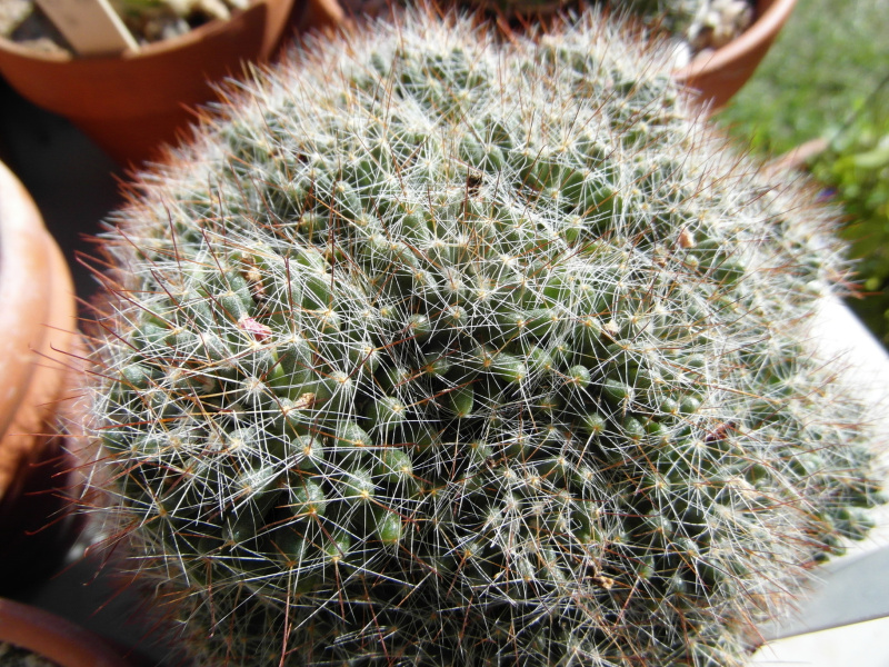 Файл:Mammillaria zeilmanniana 06.JPG
