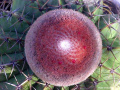 Melocactus zehntneri 3.jpg