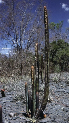 Micranthocereus dolichospermaticus 1.jpg