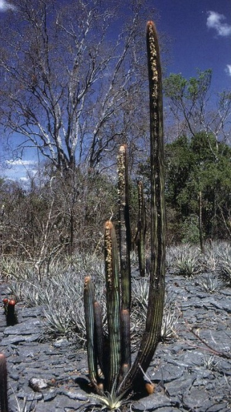 Файл:Micranthocereus dolichospermaticus 1.jpg