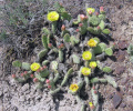 Opuntia polyacantha 3.JPG