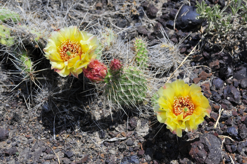 Файл:Opuntia polyacantha 6.JPG