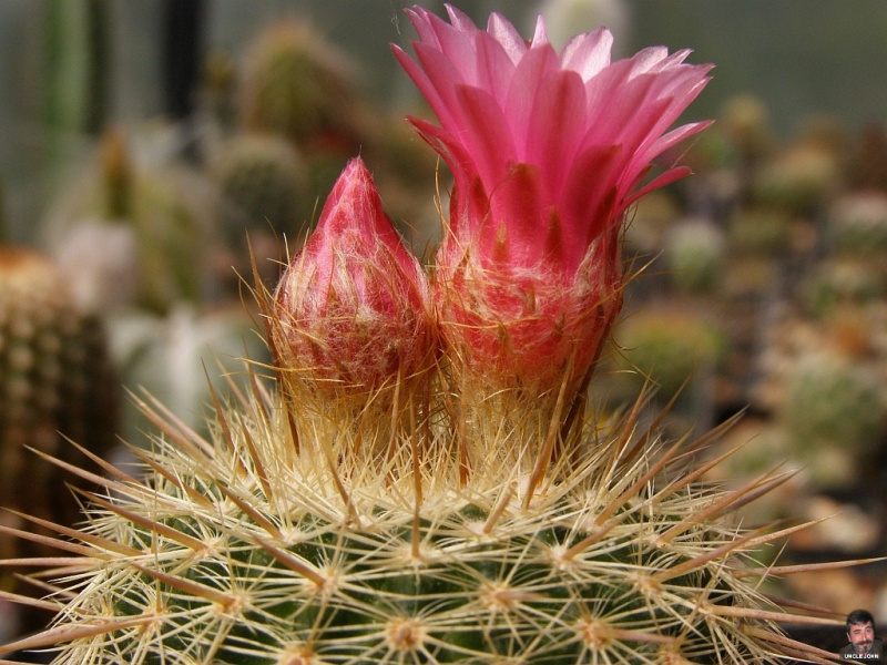 Файл:Parodia mueller-melchersii ssp. gutierrezii 2.jpg