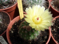 Parodia ottonis ssp. ottonis 2.jpg