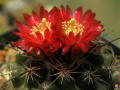 Parodia subterranea
