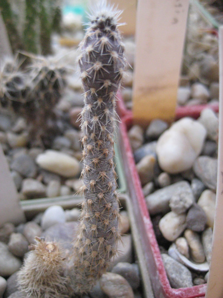 Файл:Pterocactus fischeri KP 168.jpg