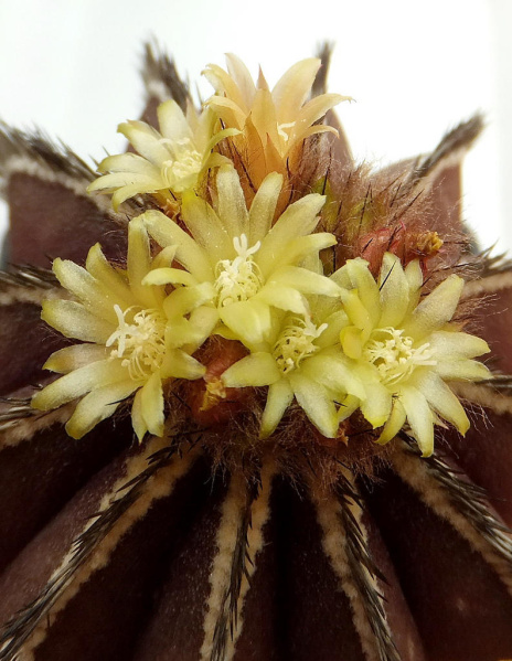 Файл:Uebelmannia pectinifera flowers 0.jpg