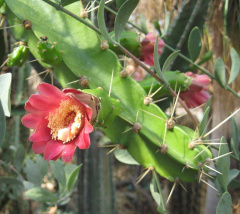 Calymmanthium substerile - wikipedia.jpg