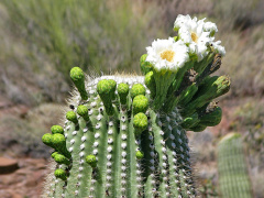 Carnegiea gigantea 1.jpg