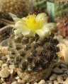 Copiapoa humilis ssp. tenuissima 6.jpg