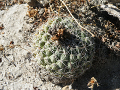 Coryphantha maiz-tablasensis.jpg