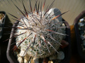 Coryphantha werdermannii 1SP.jpg