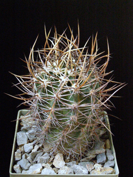 Файл:Echinocereus ferreirianus ssp. lindsayi 1.JPG