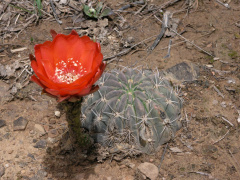 Echinopsis calorubra 2h.jpg