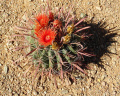 Ferocactus wislizeni 12.jpg