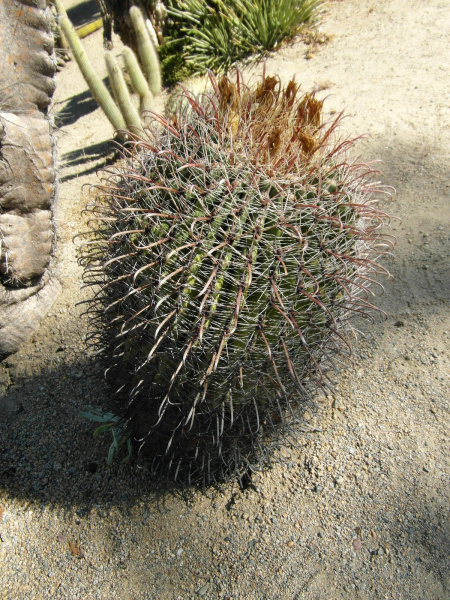 Файл:Ferocactus wislizeni 30.JPG