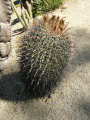 Ferocactus wislizeni 30.JPG