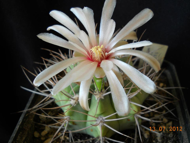 Файл:Gymnocalycium mostii.jpg