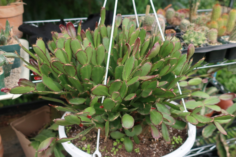 Файл:Hatiora gaertneri 12.JPG