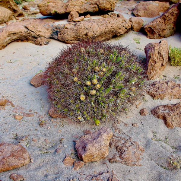 Файл:Maihueniopsis atacamensis 2h.jpg