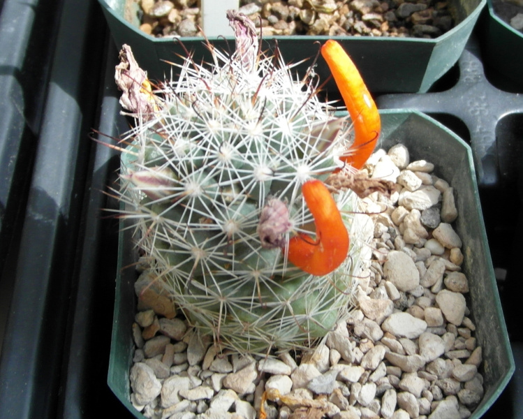 Файл:Mammillaria boolii 4.JPG