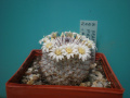 Mammillaria perezdelarosae v. andersoniana