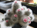 Mammillaria bocasana