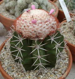 Melocactus violaceus.jpg