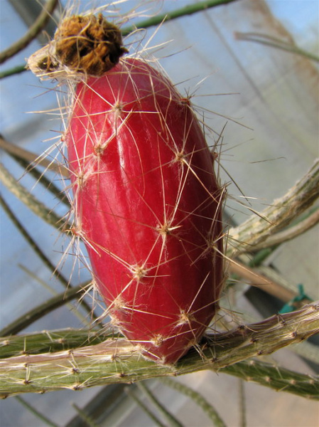 Файл:Peniocereus zopilotensis 2.jpeg