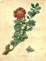 Pereskia zinniiflora