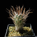 Sclerocactus papyracanthus