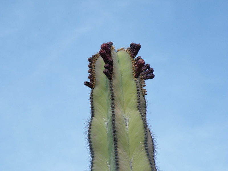 Файл:Stenocereus dumortieri 02.jpg