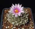 Turbinicarpus schmiedickeanus ssp. rubriflorus 3.jpg