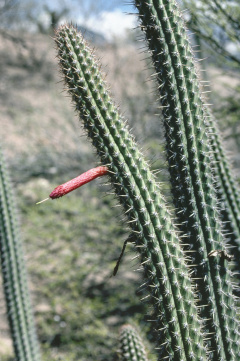 Cleistocactus pungens.jpg