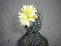 Copiapoa humilis ssp. humilis
