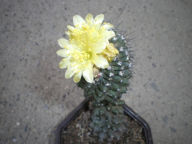 Файл:Copiapoa humilis ssp. humilis kalinaalena.jpg