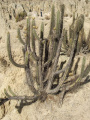 Corryocactus melanotrichus
