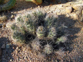 Coryphantha macromeris