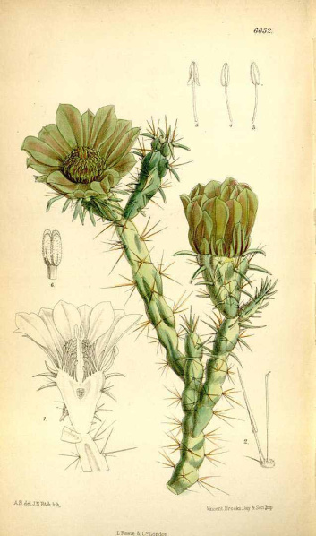 Файл:Cylindropuntia davisii 4117.jpg