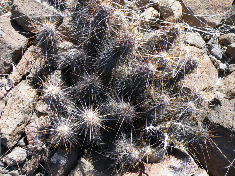 Файл:Echinocereus brandegeei 2.jpg
