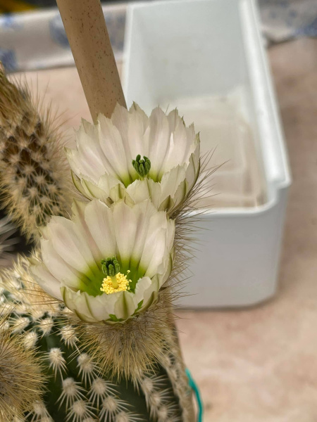 Файл:Echinocereus grandis.jpg
