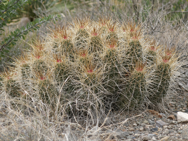 Файл:Echinocereus stramineus ssp. stramineus 2.jpg