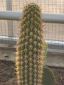 Echinopsis chiloensis ssp. skottsbergii