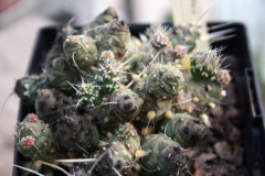 Maihueniopsis minuta WG299.jpg